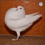 Weiß