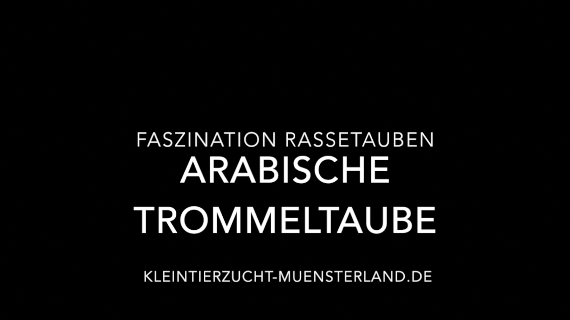 Video: Arabische Trommeltaube und ihr Flugstiel