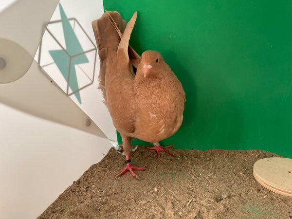 Bild Galeriebild