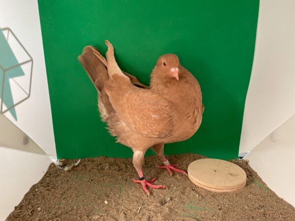 Bild Galeriebild